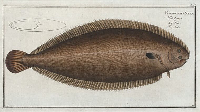 A scientific image of sole.
