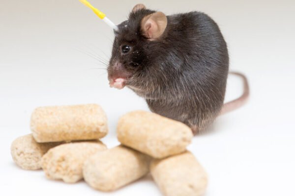 What Nearly Brainless Rodents Know About Weight Loss and Hunger