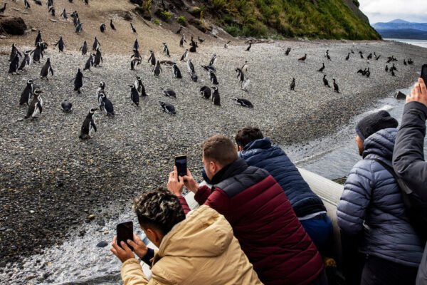 In Argentina, a Boom in Antarctic Cruises Is Straining the ‘End of the World’