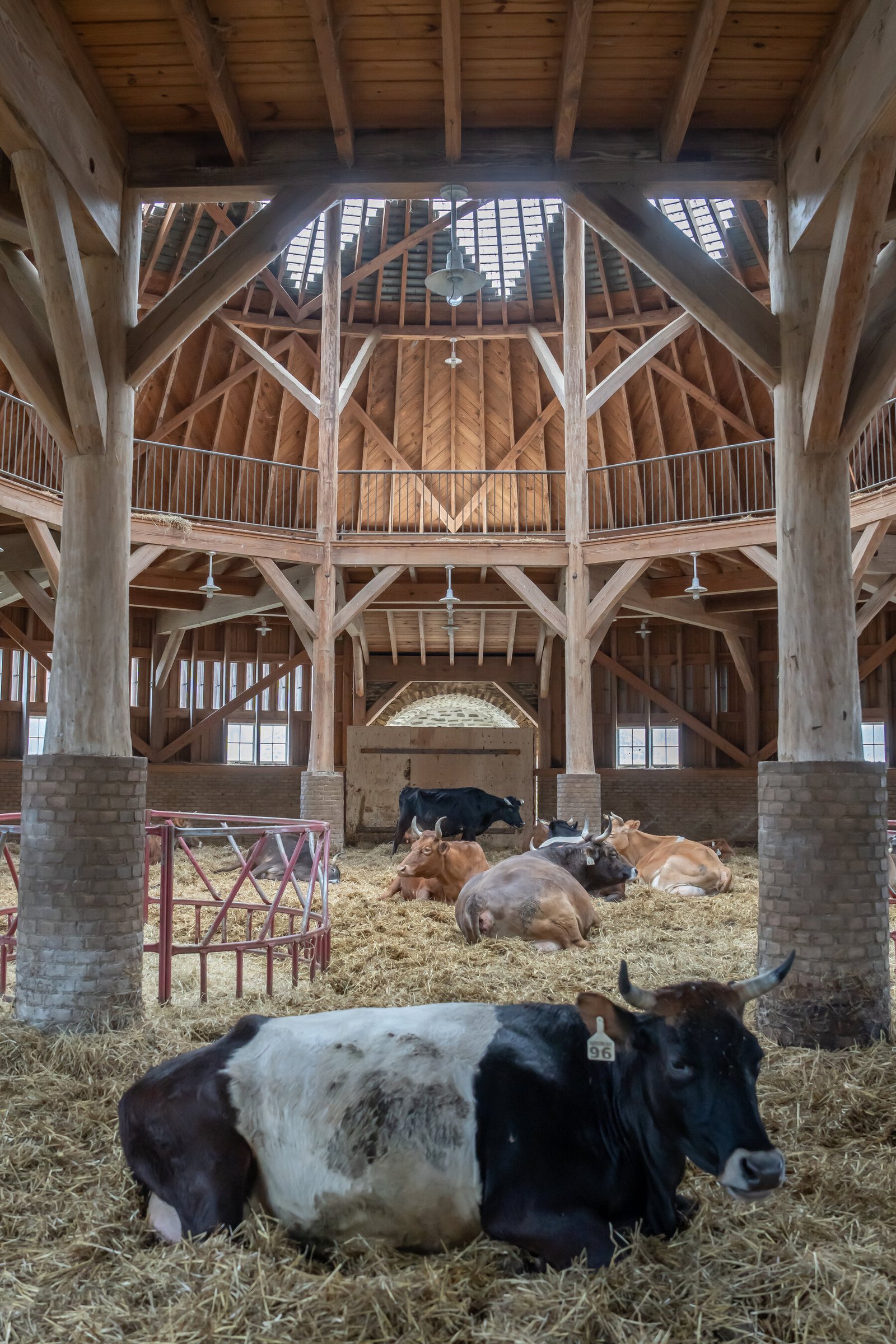 A domed barn with cows munching hay. A walkway overlooks the area where the cows are. A lot of light comes into the barn. 