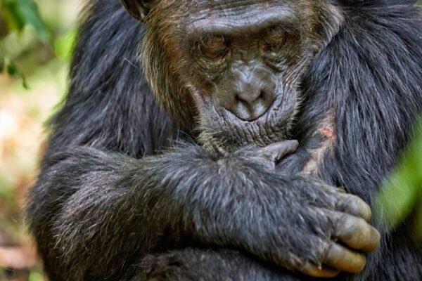 Humans’ Wounds Heal Much More Slowly Than Other Mammals’