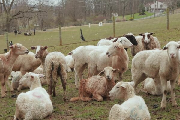 How a Sheep-Herding Cardiologist Spends His Sundays